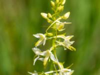 Zweiblättrige Waldhyazinthe